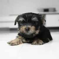 Mochi, a female Yorkshire Terrier for sale in Los Angeles, CA – 2 of 2