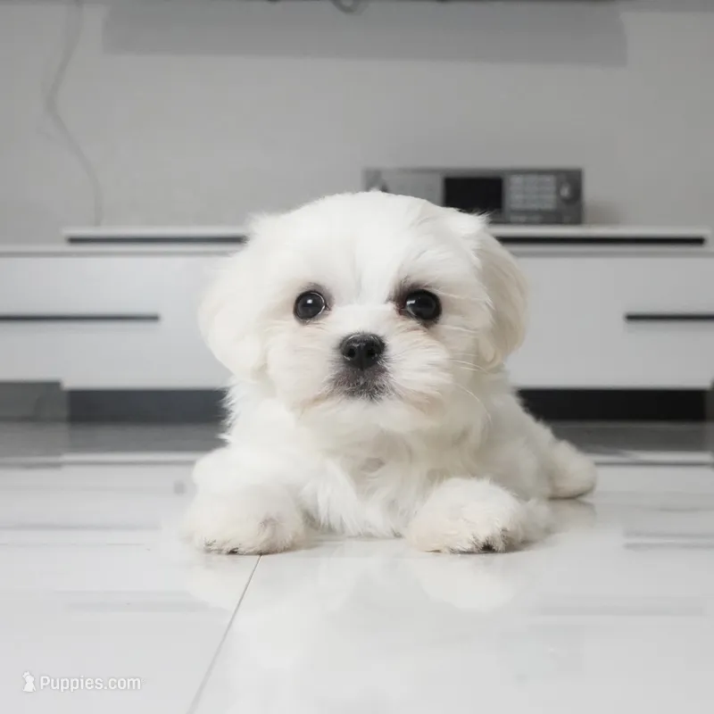 Teddy – Maltese puppy for sale in Los Angeles, CA