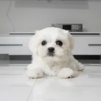 Teddy, a male Maltese for sale in Los Angeles, CA – 1 of 3
