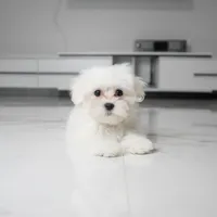 Bailey, a male Maltese for sale in Los Angeles, CA – 4 of 4