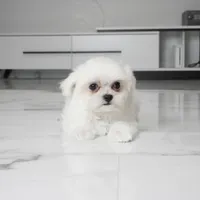 TInka, a female Maltese for sale in Los Angeles, CA – 4 of 4