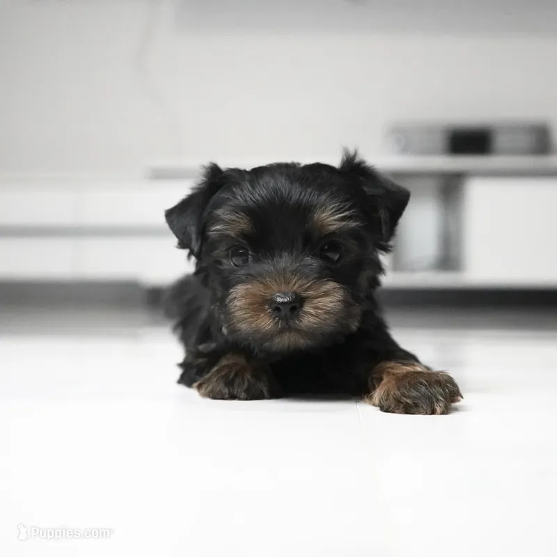 Mickey – Yorkshire Terrier puppy for sale in Los Angeles, CA