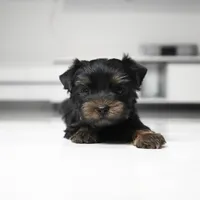 Mickey, a male Yorkshire Terrier for sale in Los Angeles, CA – 1 of 5