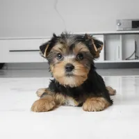 Bentley, a male Yorkshire Terrier for sale in Los Angeles, CA – 2 of 3