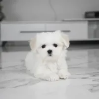 Sadie, a female Maltese for sale in Los Angeles, CA – Photo 2 of 4