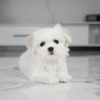 Sadie, a female Maltese for sale in Los Angeles, CA – Photo 4 of 4