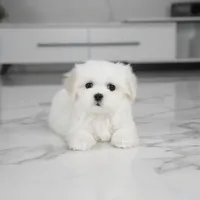 Sadie, a female Maltese for sale in Los Angeles, CA – Photo 3 of 4