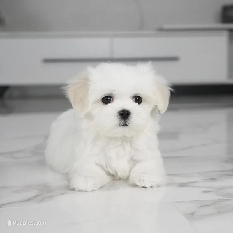 Sadie – Maltese puppy for sale in Los Angeles, CA