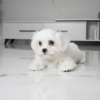Toby, a male Maltese for sale in Los Angeles, CA – 3 of 3