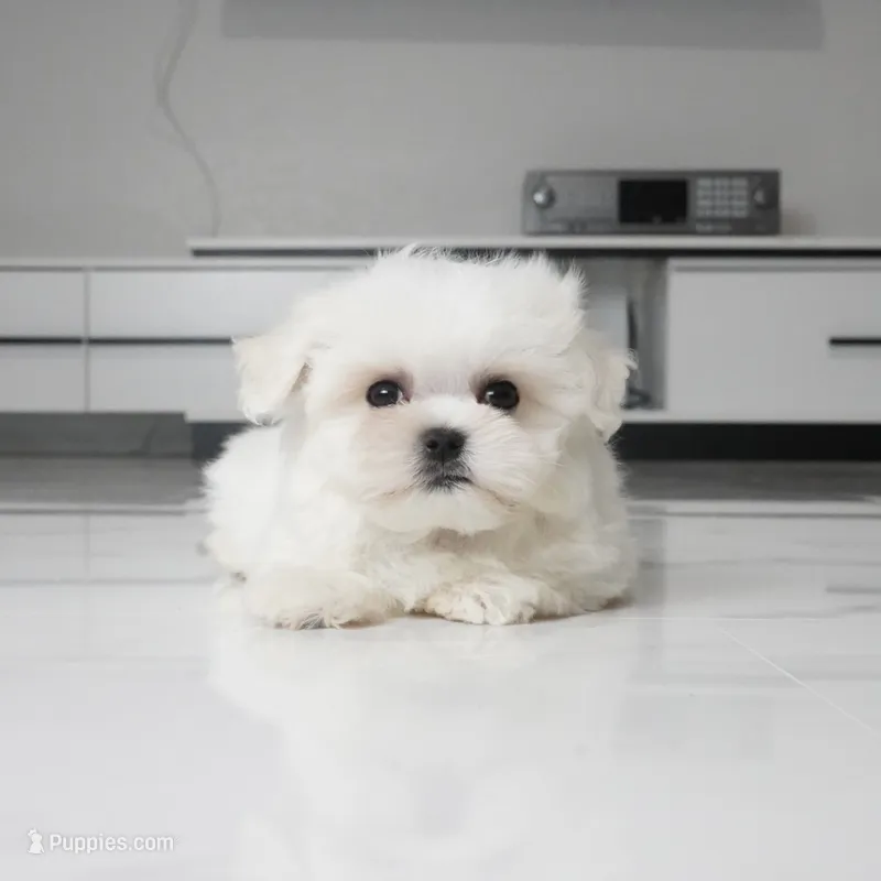 Toby – Maltese puppy for sale in Los Angeles, CA