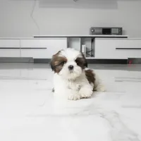 Cici, a female Shih Tzu for sale in Los Angeles, CA – 3 of 4