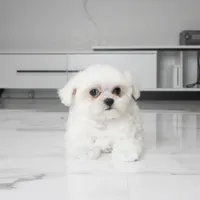 TInka, a female Maltese for sale in Los Angeles, CA – 2 of 4