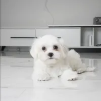 Toby, a male Maltese for sale in Los Angeles, CA – 2 of 3