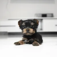 Teacup Mango, a male Yorkshire Terrier for sale in Los Angeles, CA – 5 of 7