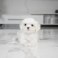 Milo, a male Maltese for sale in Los Angeles, CA – Photo 2 of 3