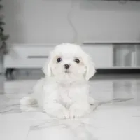 Milo, a male Maltese for sale in Los Angeles, CA – Photo 3 of 3