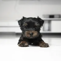 Mickey, a male Yorkshire Terrier for sale in Los Angeles, CA – 3 of 5