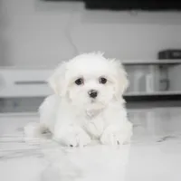 Max, a male Maltese for sale in Los Angeles, CA – Photo 3 of 5