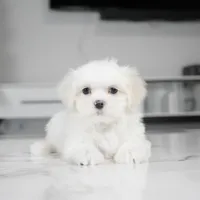 Max, a male Maltese for sale in Los Angeles, CA – Photo 2 of 5