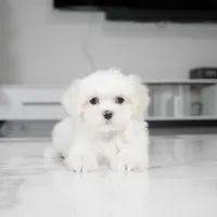 Max, a male Maltese for sale in Los Angeles, CA – Photo 1 of 5