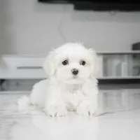 Max, a male Maltese for sale in Los Angeles, CA – Photo 4 of 5