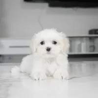 Max, a male Maltese for sale in Los Angeles, CA – Photo 5 of 5