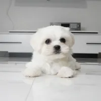 Teddy, a male Maltese for sale in Los Angeles, CA – 2 of 3