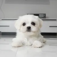 Teddy, a male Maltese for sale in Los Angeles, CA – 3 of 3