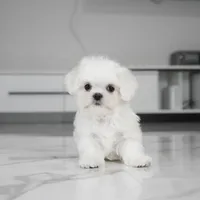 Callie, a female Maltese for sale in Los Angeles, CA – 3 of 4