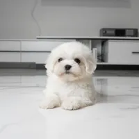 Marley, a male Maltese for sale in Los Angeles, CA – 2 of 5
