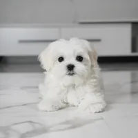 Micro, a male Maltese for sale in Los Angeles, CA – 2 of 7
