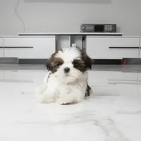 Cici, a female Shih Tzu for sale in Los Angeles, CA – 2 of 4