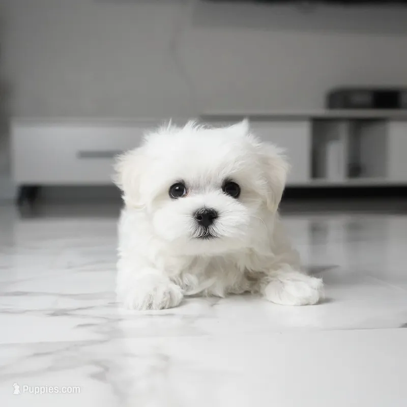 Max – Maltese puppy for sale in Los Angeles, CA
