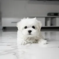 Max, a male Maltese for sale in Los Angeles, CA – 1 of 4