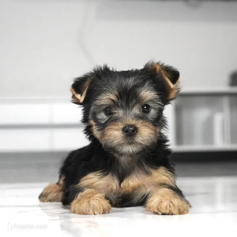 Daisy – Yorkshire Terrier puppy for sale in Los Angeles, CA