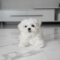 Micro, a male Maltese for sale in Los Angeles, CA – 6 of 7