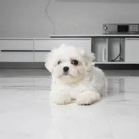 Max, a male Maltese for sale in Los Angeles, CA – 2 of 4