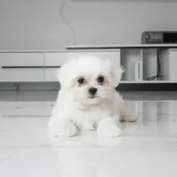 Teddy, a male Maltese for sale in Los Angeles, CA – 3 of 3