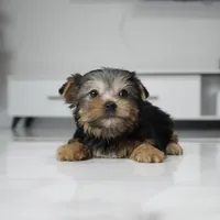 Lucky, a male Yorkshire Terrier for sale in Los Angeles, CA – 4 of 6