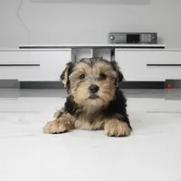 Archie, a male Yorkshire Terrier for sale in Los Angeles, CA – 5 of 5