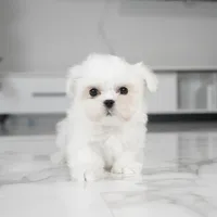 Lily, a female Maltese for sale in Los Angeles, CA – Photo 2 of 4