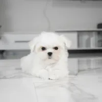 Lily, a female Maltese for sale in Los Angeles, CA – Photo 1 of 4