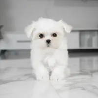 Lily, a female Maltese for sale in Los Angeles, CA – Photo 4 of 4