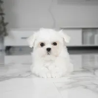 Lily, a female Maltese for sale in Los Angeles, CA – Photo 3 of 4