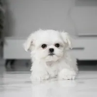 Ruby, a female Maltese for sale in Los Angeles, CA – Photo 2 of 4