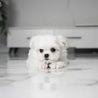 Ruby, a female Maltese for sale in Los Angeles, CA – Photo 3 of 4