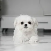 Ruby, a female Maltese for sale in Los Angeles, CA – Photo 4 of 4