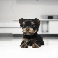 Teacup Mango, a male Yorkshire Terrier for sale in Los Angeles, CA – 3 of 7