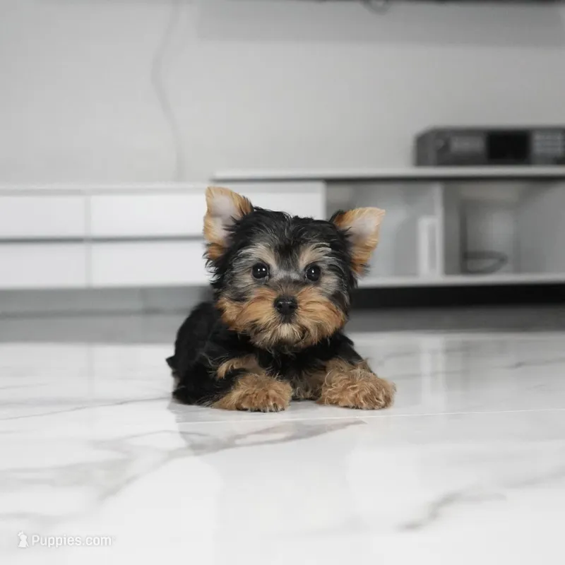 Boba – Yorkshire Terrier puppy for sale in Los Angeles, CA