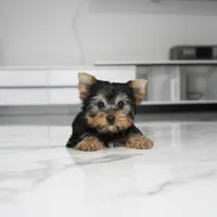 Boba, a male Yorkshire Terrier for sale in Los Angeles, CA – Photo 3 of 4